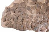 x Huge, Mortality Plate Of Large Asaphid Trilobites - Morocco #226048-4